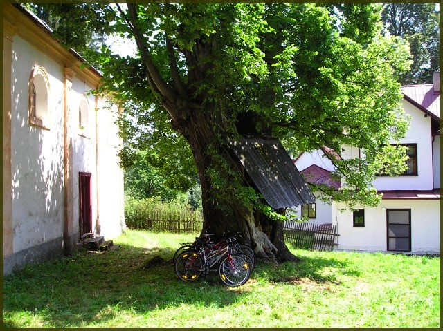 lípa na Sv.Anně